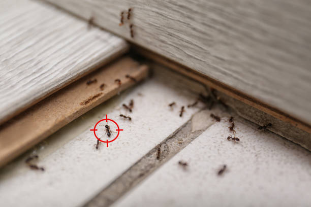 Reliable Copeland, OK Pest Control Solutions