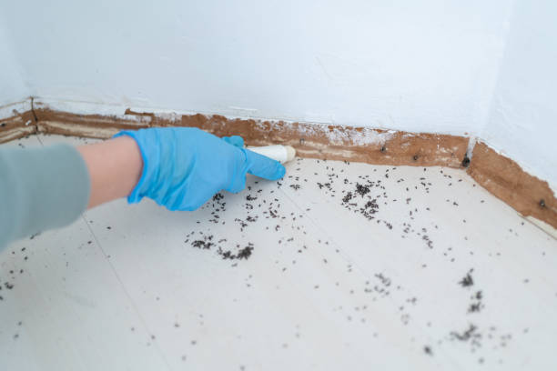 Best Affordable Pest Control Services  in Copeland, OK